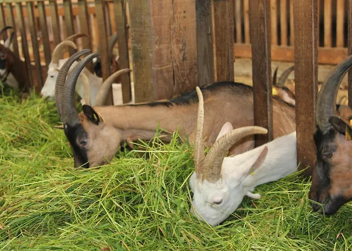 Chevrerie De La Huberdiere *